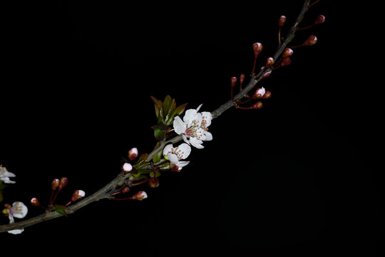 紫叶李花春天