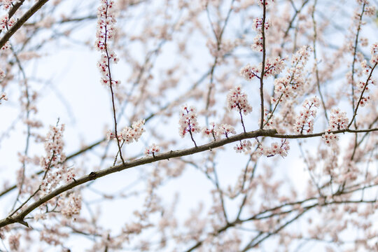 春天公园樱花盛开