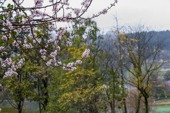 春天公园樱花盛开特写