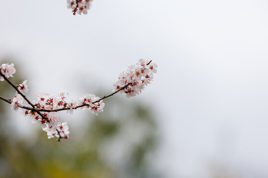春天公园樱花盛开特写