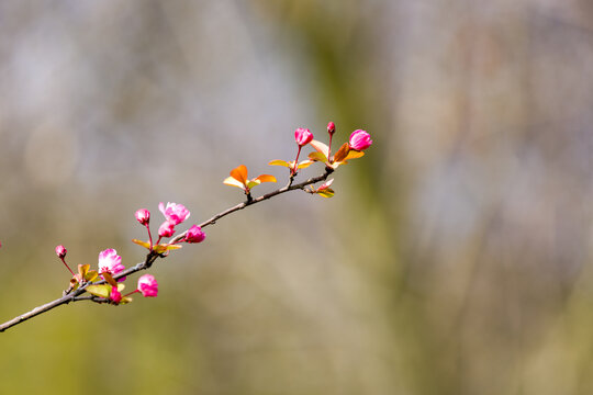 春天绽放的海棠花
