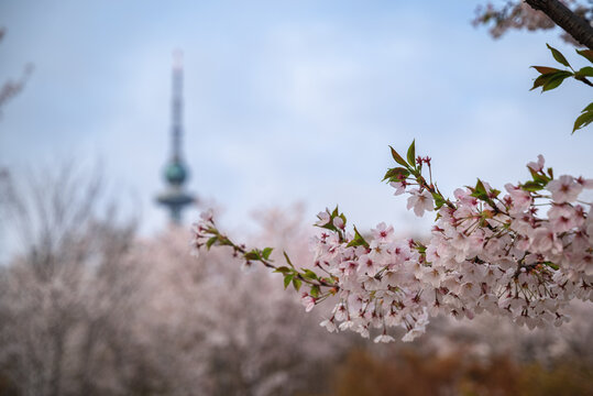 青岛中山公园樱花开了
