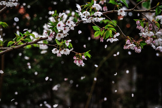 樱花季节