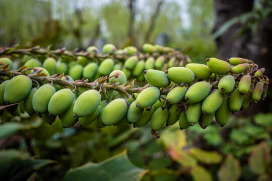 野外植物果实特写