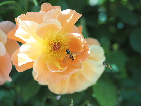 蔷薇花开蜜蜂采蜜忙