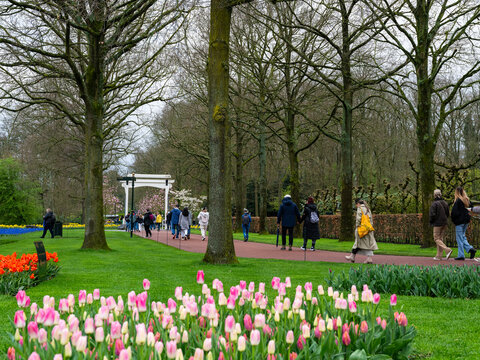 荷兰郁金香花园