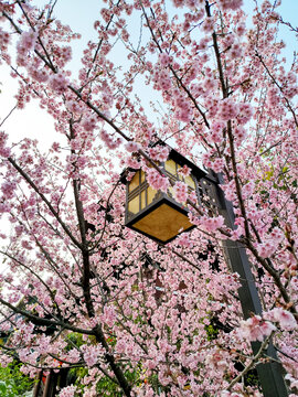 盛开的粉色樱花与路灯
