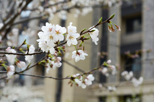 春景樱花盛开盛开