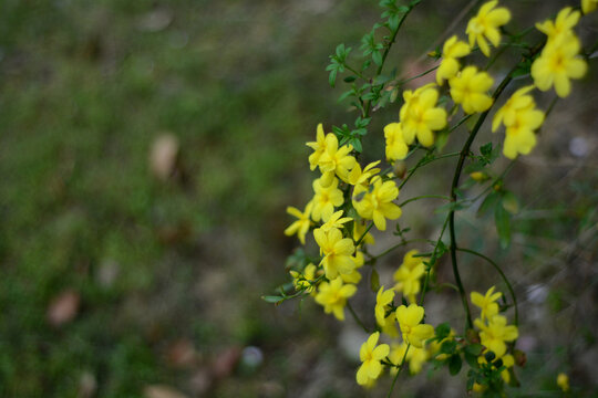 春景迎春花