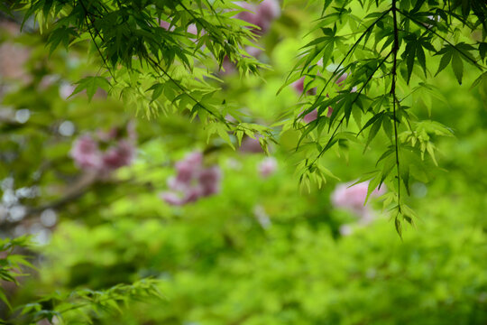 枫叶鲜花背景