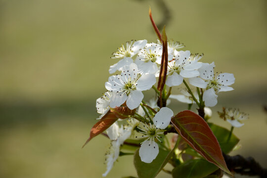 盛开的白色梨花