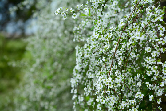 盛开的雪柳花