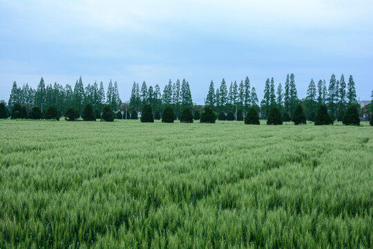 绿色小麦麦田