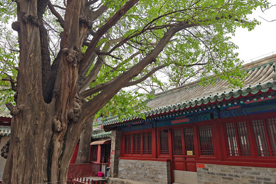 北京孔庙元代古树柏上桑