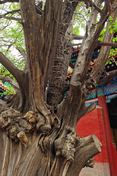 北京孔庙元代古树柏上桑