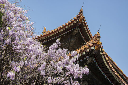 北京孔庙大成殿紫藤花