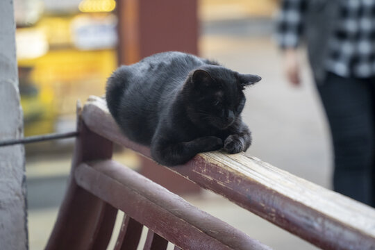 宠物猫