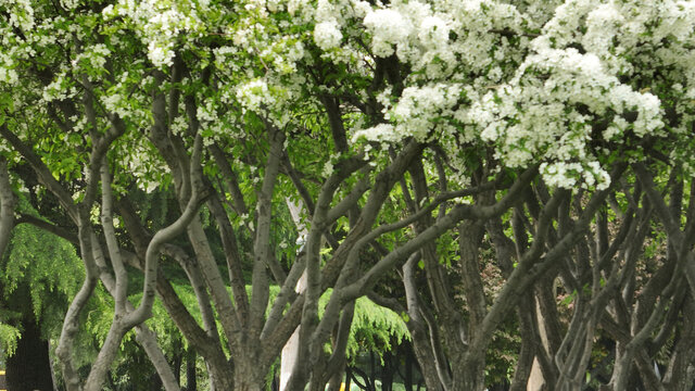 白色海棠花树