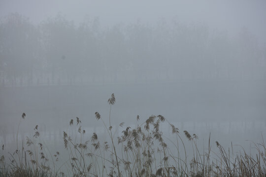 晨雾中的河岸