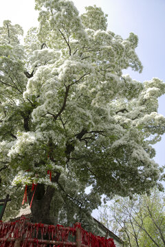 临沂土山顶千年流苏