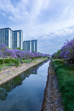 蓝天白云河流蓝花楹都市风光