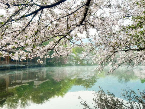 湖边盛开的樱花