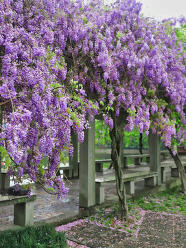 湖边盛开的紫藤花