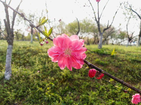 碧桃花