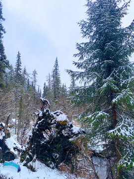 树根积雪