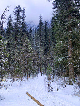 原始森林雪景