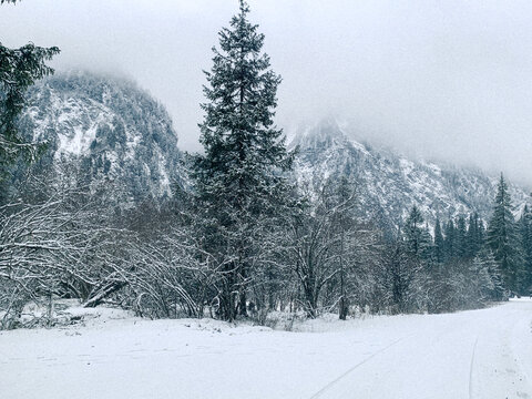 雪山树林