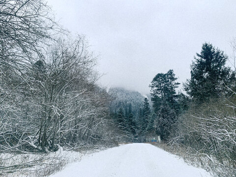 白雪公路森林