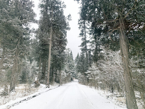 森林公路雪景