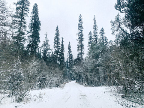 雪后森林