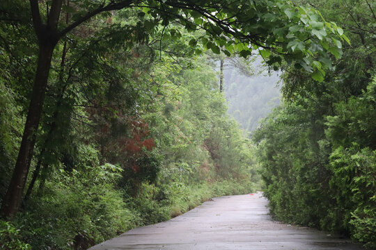 雨后山林