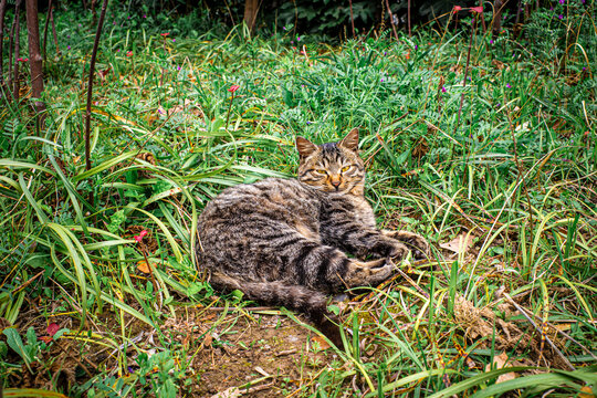 草丛中的野猫肖像特写