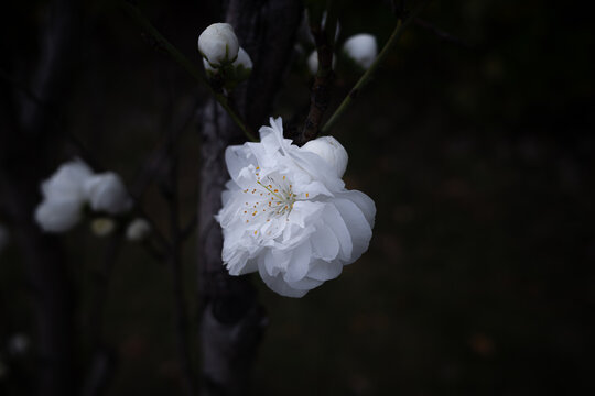 春天梨花花苞花头特写