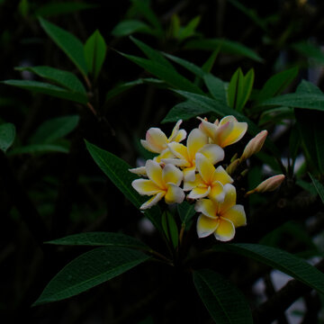 鸡蛋花