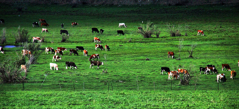 草原牧场放牛