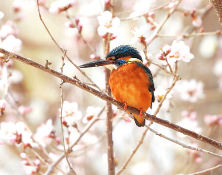 桃花伴翠鸟