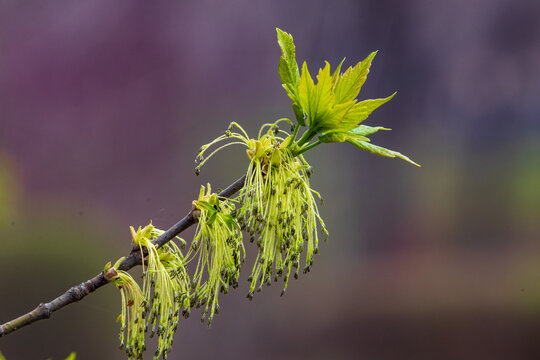 梣叶槭开花