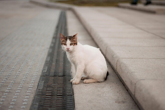 猫咪