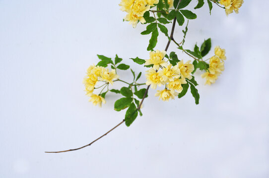 黄色花朵花特写木香花