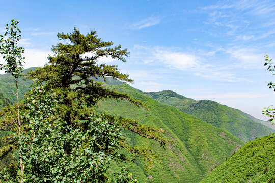 松树远山