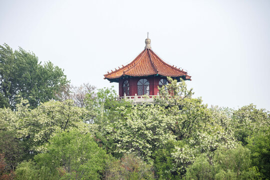 荆河公园牡丹亭