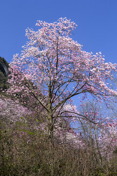 九皇山花溪景