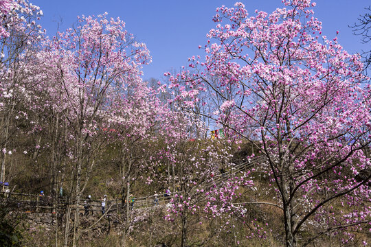 九皇山花溪景