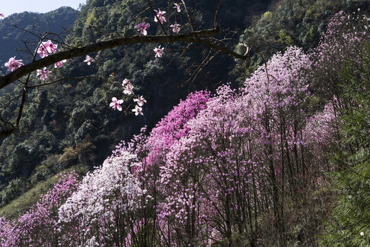 九皇山花溪景