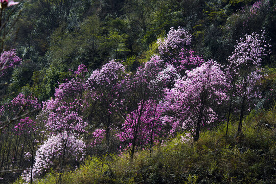 九皇山花溪景