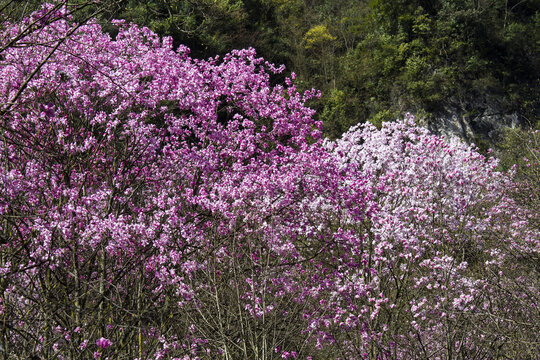 九皇山花溪景